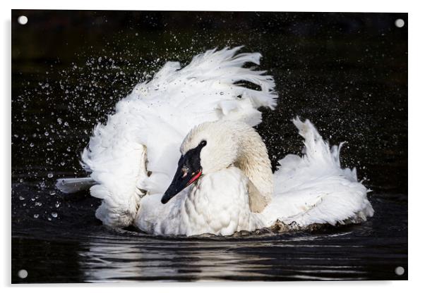 Trumpeter Swan splashing Acrylic by Jason Wells