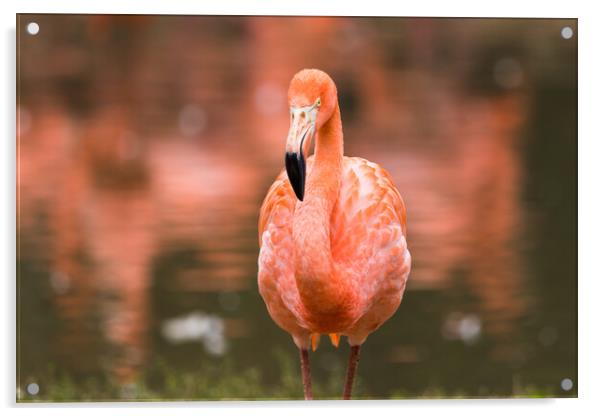 Caribbean flamingo close up Acrylic by Jason Wells