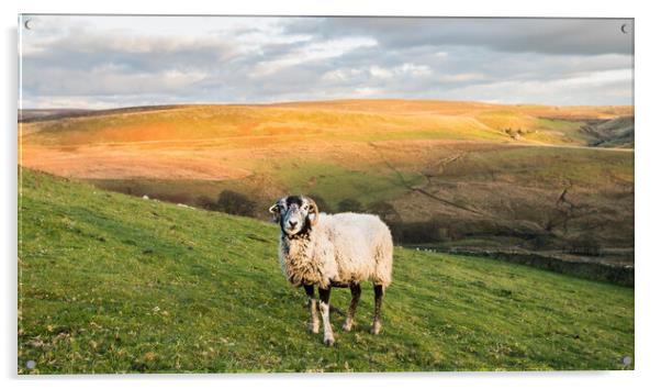 Lone sheep in front of Cheeks Hill Acrylic by Jason Wells