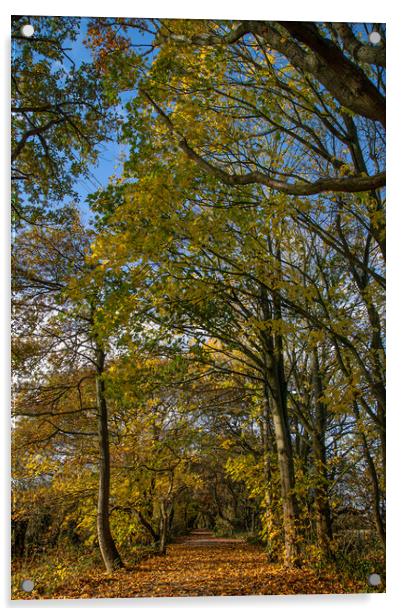 Autumn on the Wirral Circular Trail Acrylic by Jason Wells