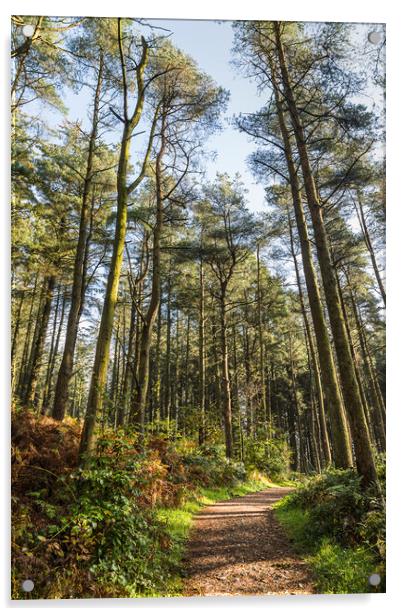 Beacon Fell Country Park trail Acrylic by Jason Wells