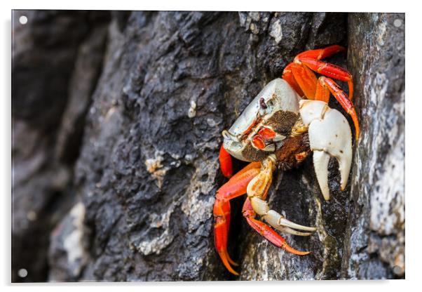 Halloween crab Acrylic by Jason Wells