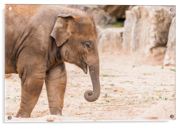 Young Asian elephant Acrylic by Jason Wells
