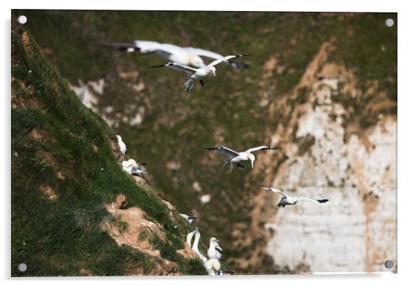 Northern gannets in flight as they pass a colony Acrylic by Jason Wells