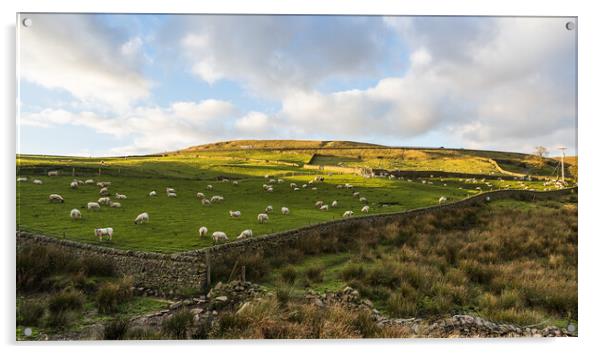Sheep on Cheeks Hill Acrylic by Jason Wells