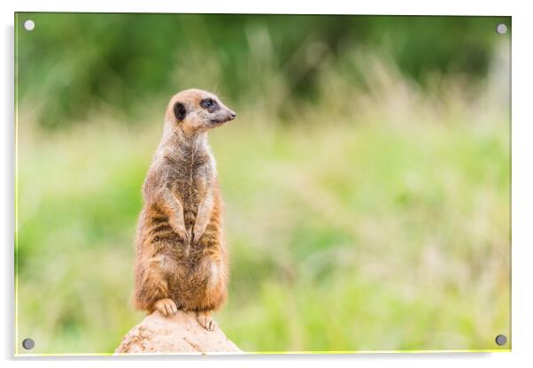 Meerkat on sentry duty Acrylic by Jason Wells