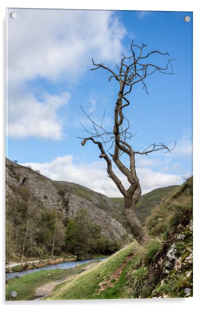 Lonely tree at Dovedale Acrylic by Jason Wells
