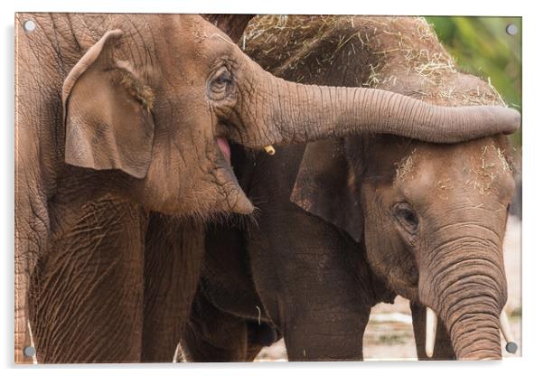 Close up of an Asian elephant pair Acrylic by Jason Wells