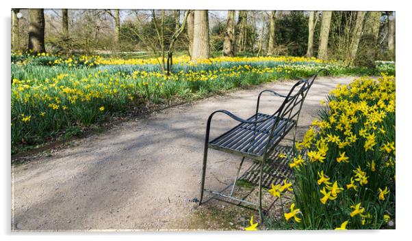 Bench surrounded by daffodils Acrylic by Jason Wells