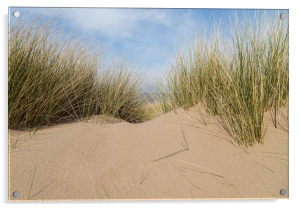 Marram grass on a sand dune Acrylic by Jason Wells