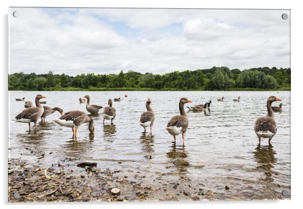 Greylag Geese wading Acrylic by Jason Wells