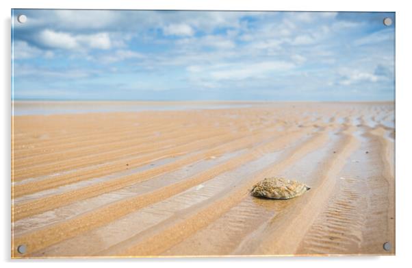 Oyster shell on Holkham beach Acrylic by Jason Wells
