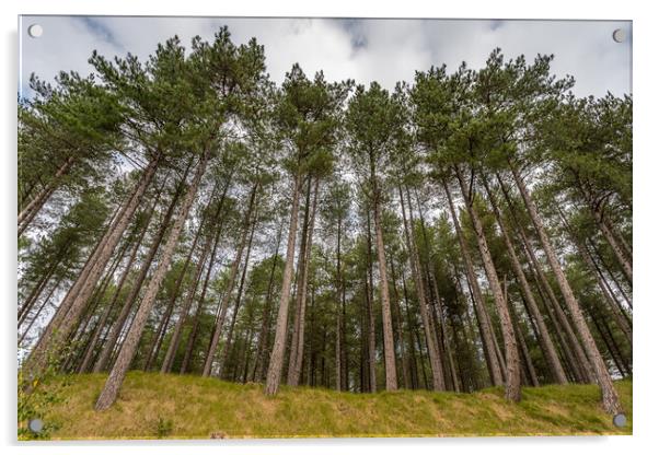 Looking up at pine trees at Formby Woods Acrylic by Jason Wells