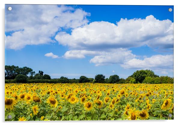 Sunflowers under a blue sky Acrylic by Jason Wells