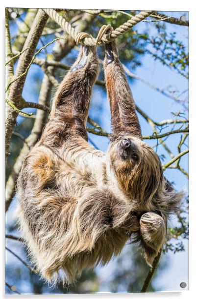 Two-toed sloth scratching Acrylic by Jason Wells