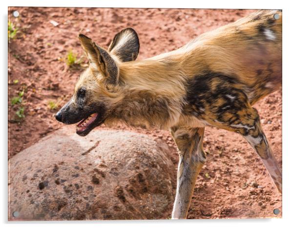 Painted dog on the prowl Acrylic by Jason Wells