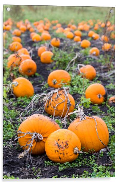 Portrait crop of a pumpkin field Acrylic by Jason Wells