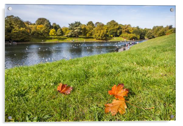 Autumnal colours at Sefton Park Acrylic by Jason Wells