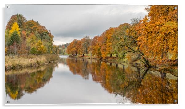 Autumn colours reflect in the River Wharfe Acrylic by Jason Wells