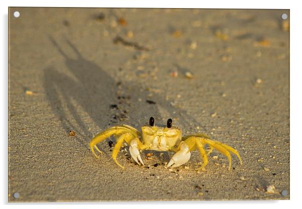 Sand crab on the beach Acrylic by Jason Wells