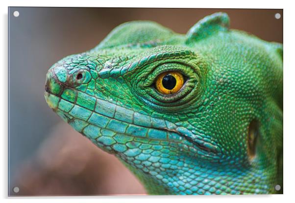 Basilisco iguana close-up Acrylic by Jason Wells