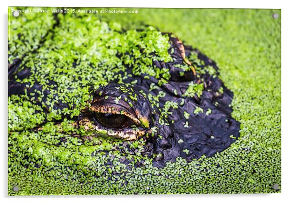  American alligator Acrylic by Jason Wells