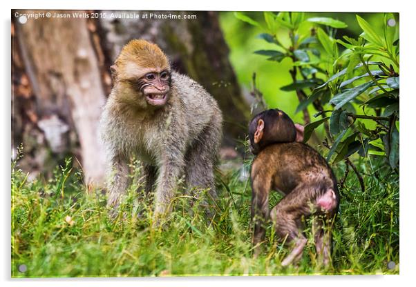 Young Barbary macaques playing together Acrylic by Jason Wells