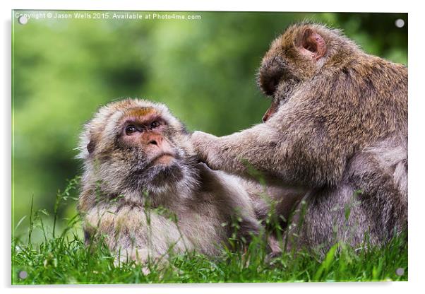  Barbary macaques grooming each other Acrylic by Jason Wells
