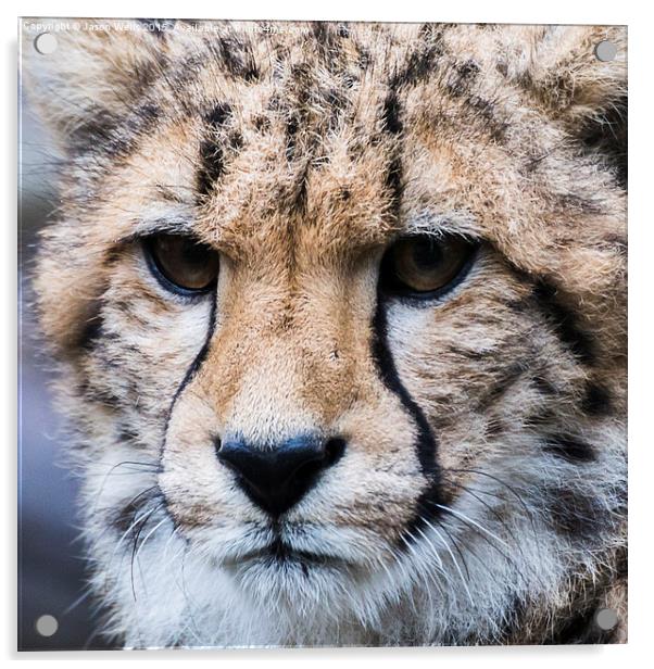 Portrait of a Cheetah Acrylic by Jason Wells