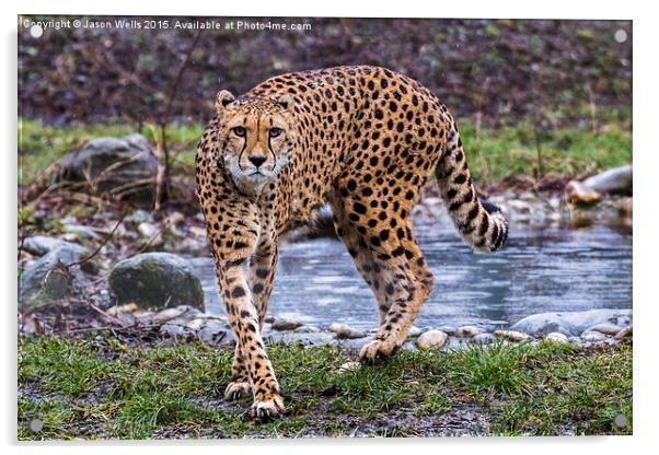 Cheetah on the prowl Acrylic by Jason Wells