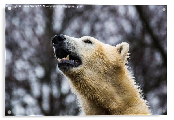 Portrait of a Polar Bear Acrylic by Jason Wells