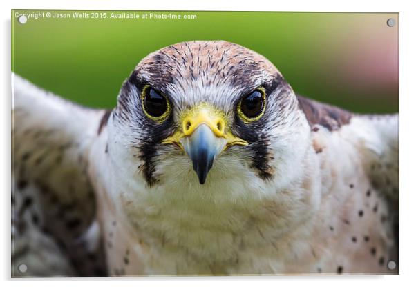 Close-up of a Peregrine falcon Acrylic by Jason Wells