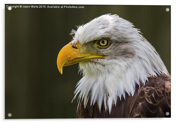 Portrait of a Bald Eagle Acrylic by Jason Wells