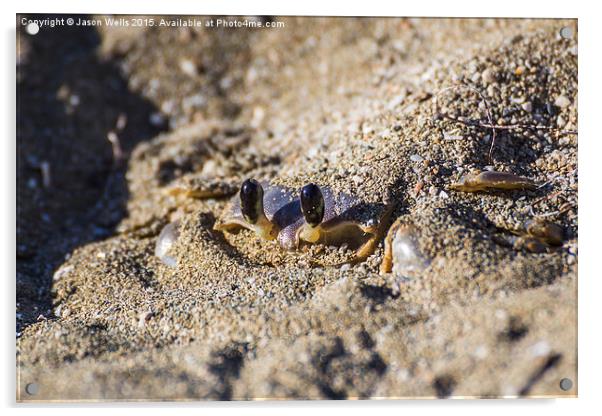 Sand crab begins to emerge from the sand Acrylic by Jason Wells