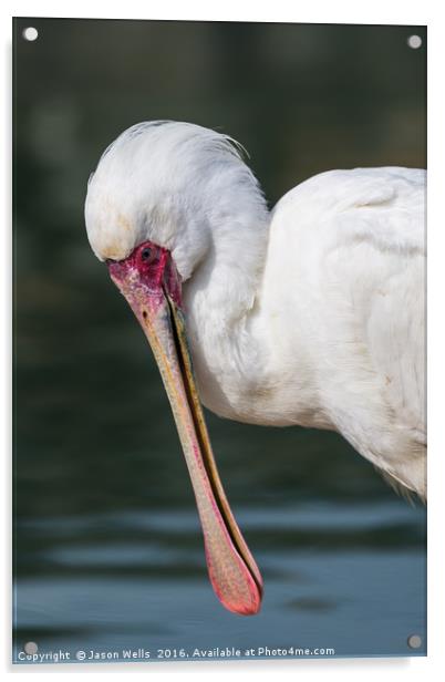 African Spoonbill up close. Acrylic by Jason Wells