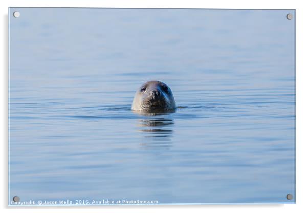 Portrait of a grey seal Acrylic by Jason Wells