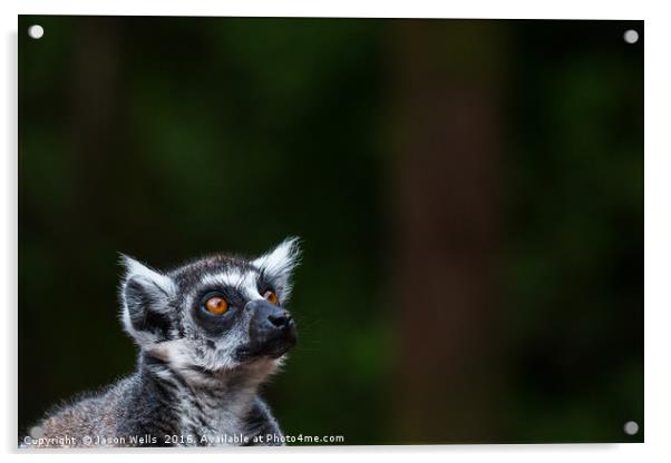 Ring-tailed lemur looking towards the sky Acrylic by Jason Wells