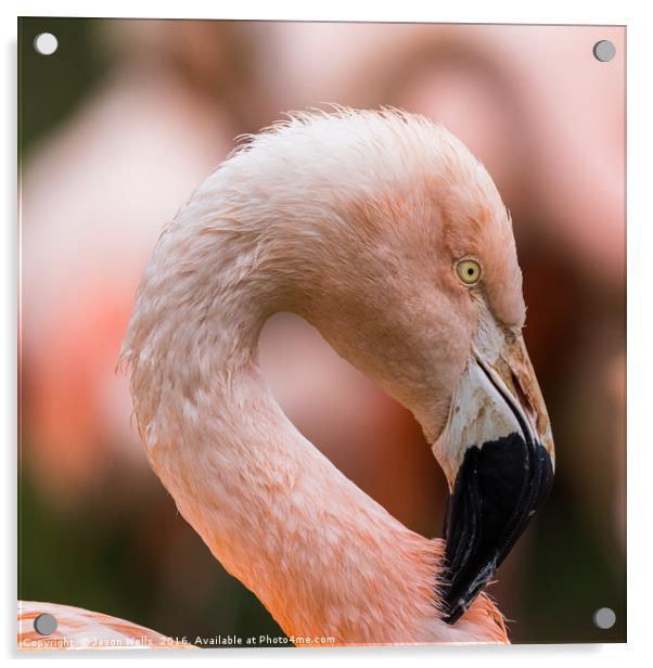 Square crop of a Chilean Flamingo Acrylic by Jason Wells