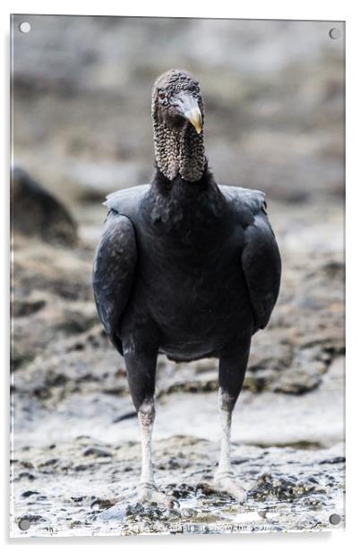 Portrait crop of a Black Vulture foraging in rock  Acrylic by Jason Wells