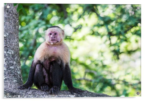 A white faced capuchin perches on a branch Acrylic by Jason Wells