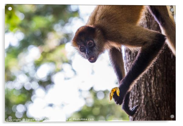 Spider monkey feeding Acrylic by Jason Wells