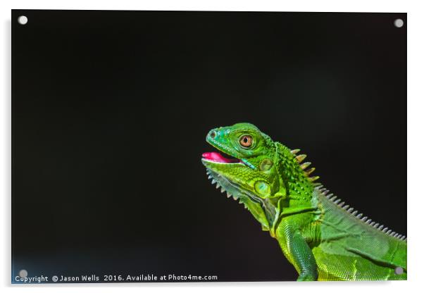 Juvenile Green Iguana basking Acrylic by Jason Wells