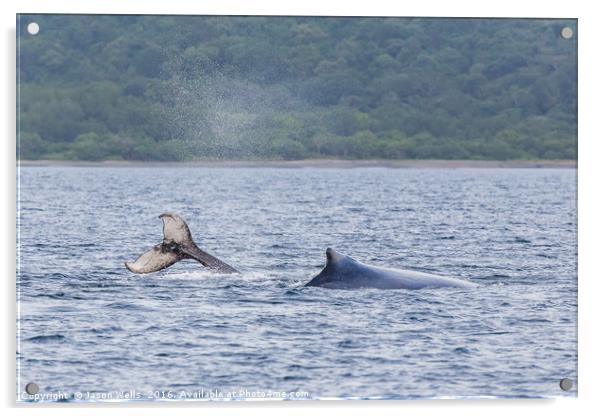 Mother & baby humpback whales playing in the water Acrylic by Jason Wells