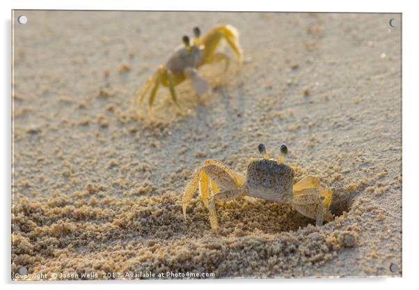 Ghost crab pair Acrylic by Jason Wells