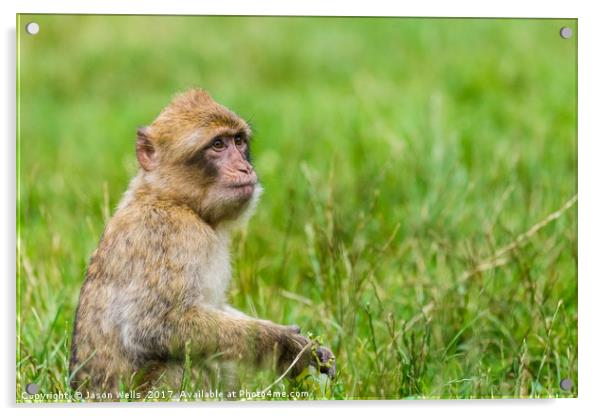 Infant Barbary macaque with a bunch of grapes Acrylic by Jason Wells