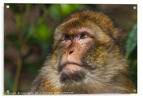 Portrait of an adult Barbary macaque Acrylic by Jason Wells