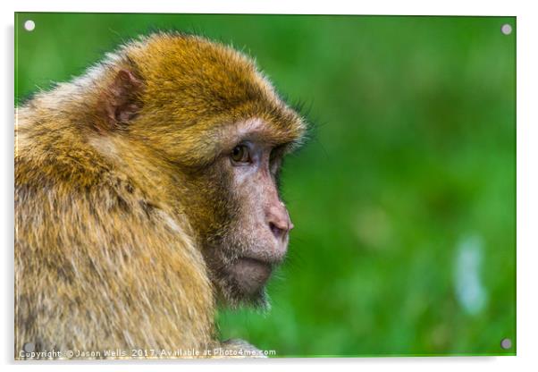 Adult Barbary macaque glances into the distance Acrylic by Jason Wells