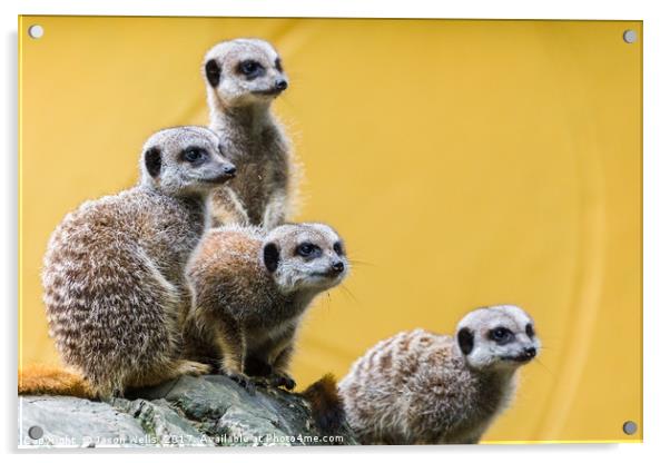 Meerkats on the look out Acrylic by Jason Wells