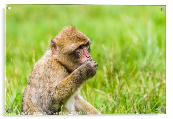 Barbary macaque enjoying some grapes Acrylic by Jason Wells