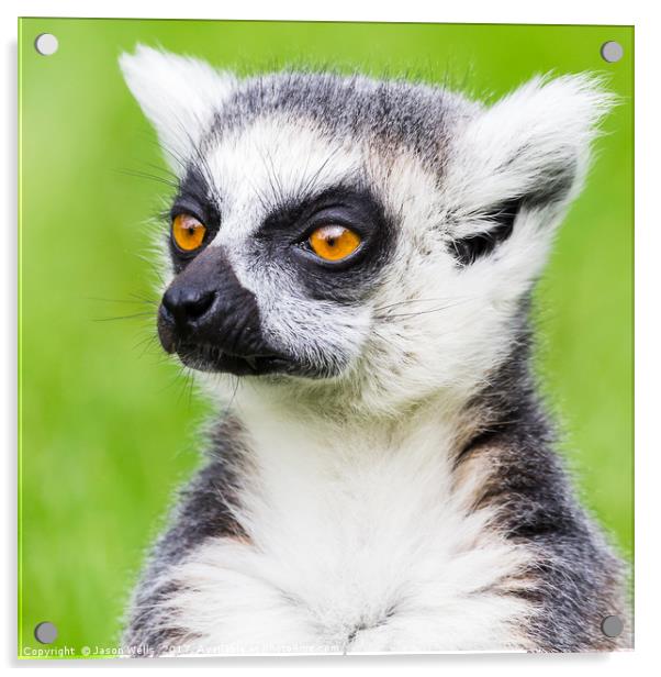 Ring-tailed lemur portrait Acrylic by Jason Wells